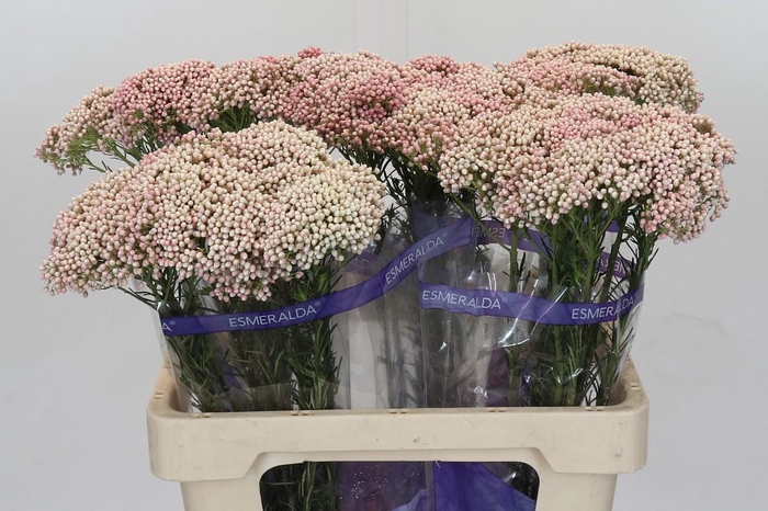 <h4>Ozothamnus Cooks Tall Pink</h4>