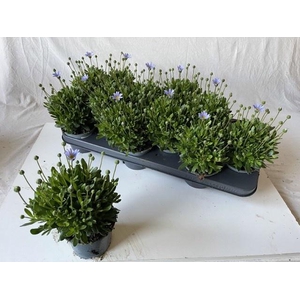 FELI AM FELICIT BLUE