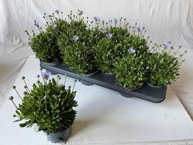 <h4>FELI AM FELICIT BLUE</h4>