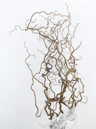 <h4>CORYL AV CONTORTA</h4>