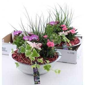 ARR TUINPLANTEN