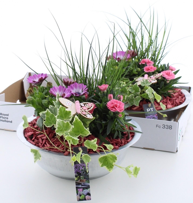<h4>ARR TUINPLANTEN</h4>