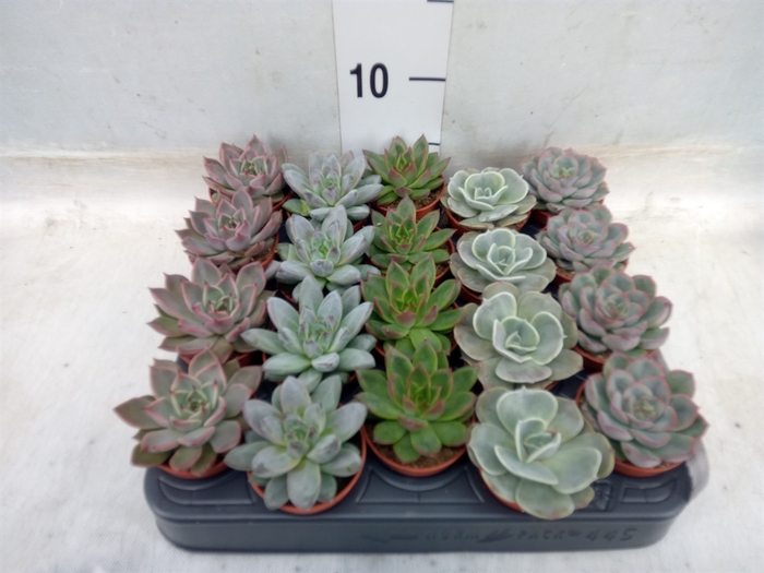 <h4>Echeveria   ...mix</h4>