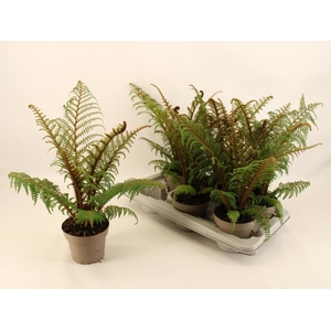 Cyathea tomentosissima