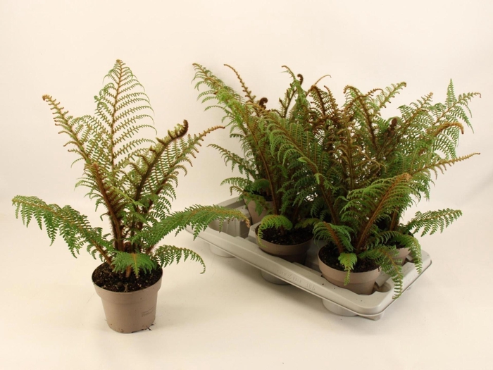 <h4>Cyathea tomentosissima</h4>