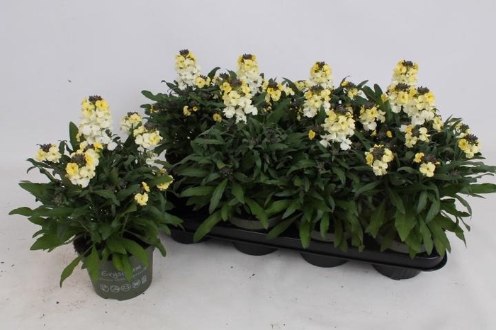 <h4>ERYS LEY LEMON GLOW</h4>