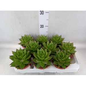 Echeveria agavoides