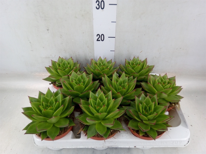 <h4>Echeveria agavoides</h4>