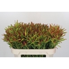 Leucadendron Ayoba Cherry Pearl