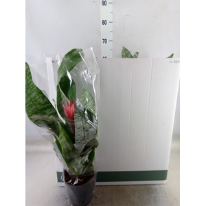 Aechmea fasciata 'Primera'