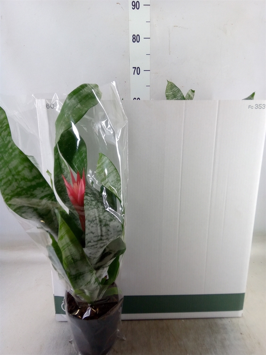 <h4>Aechmea fasciata 'Primera'</h4>
