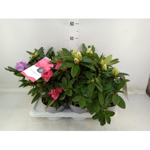 Rhododendron   ...mix