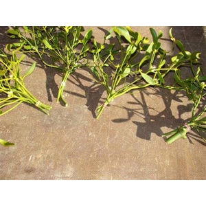 Mistletoe P Bos (houten Kist)