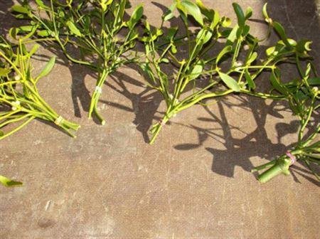 Mistletoe P Bos