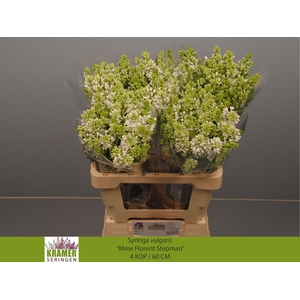 SYR V MME FL STEPMAN