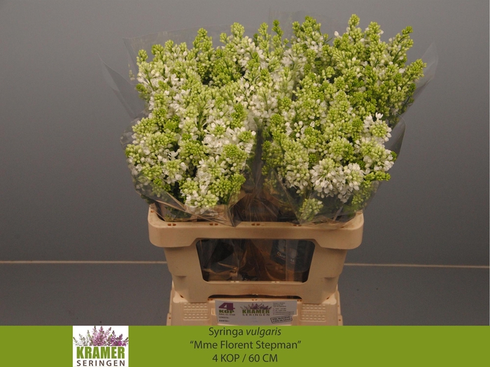 <h4>SYR V MME FL STEPMAN</h4>