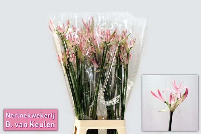 <h4>NE BO LADY LIAN</h4>