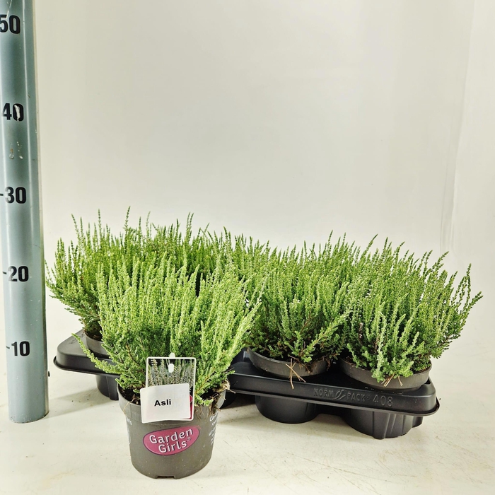 <h4>Calluna vulg. 'Asli' (gg) PBR</h4>