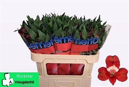 <h4>Alstr Rockstar</h4>