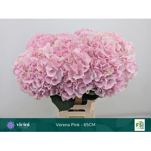 HYDRANGEA  'VERENA'