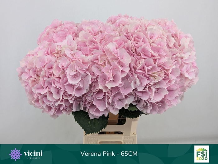 <h4>HYDRANGEA  'VERENA'</h4>