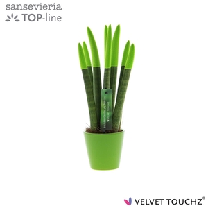 Sansevieria VELVET TOUCHZ® Groen In keramiek R'dam