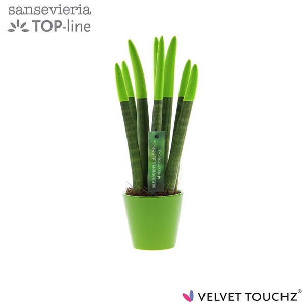 <h4>Sansevieria VELVET TOUCHZ® Groen In keramiek R'dam</h4>