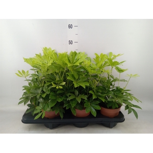 Schefflera arbor.   ...