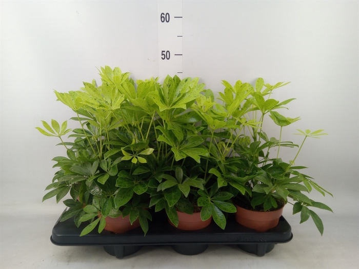 <h4>Schefflera arbor.   ...</h4>
