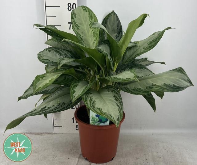 <h4>AGLAO SILVER BAY</h4>