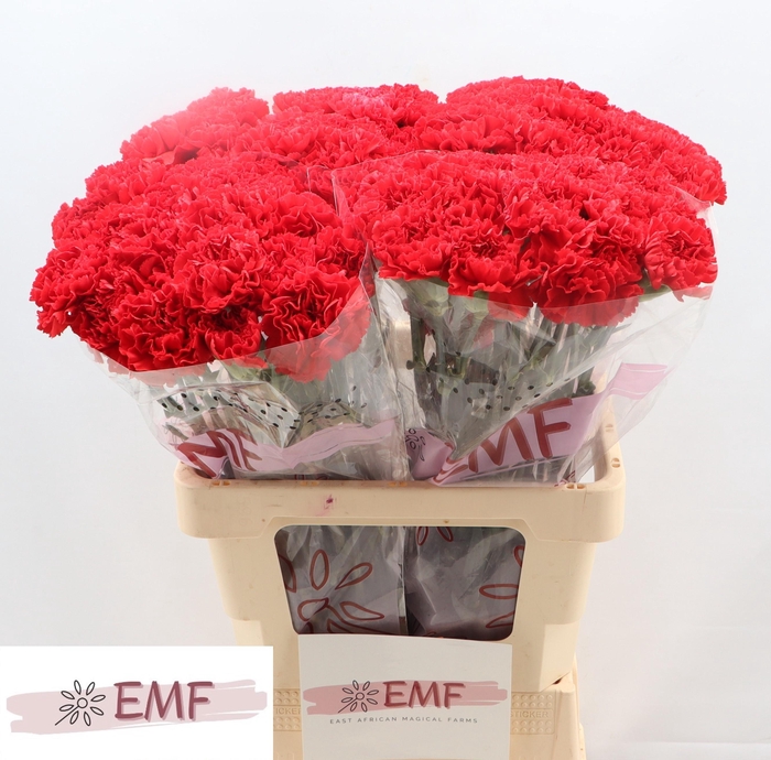 <h4>DI ST PELAYO</h4>