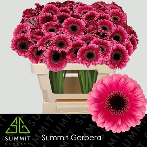 Germini Amelie Water