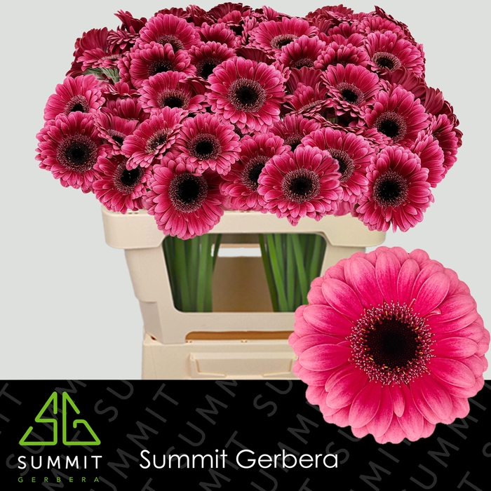 <h4>Germini Amelie Water</h4>