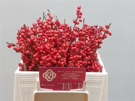 <h4>Ilex Ve Rode Bes</h4>