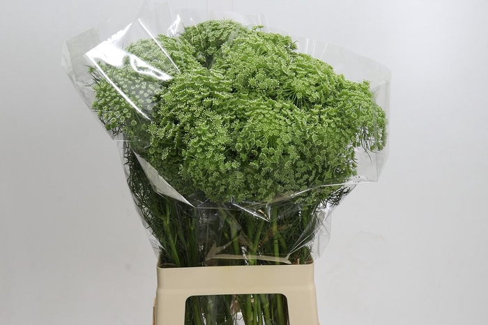 <h4>Ammi Visnaga</h4>