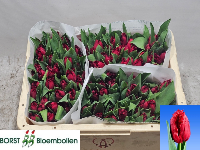 <h4>TU FR INDIANA</h4>