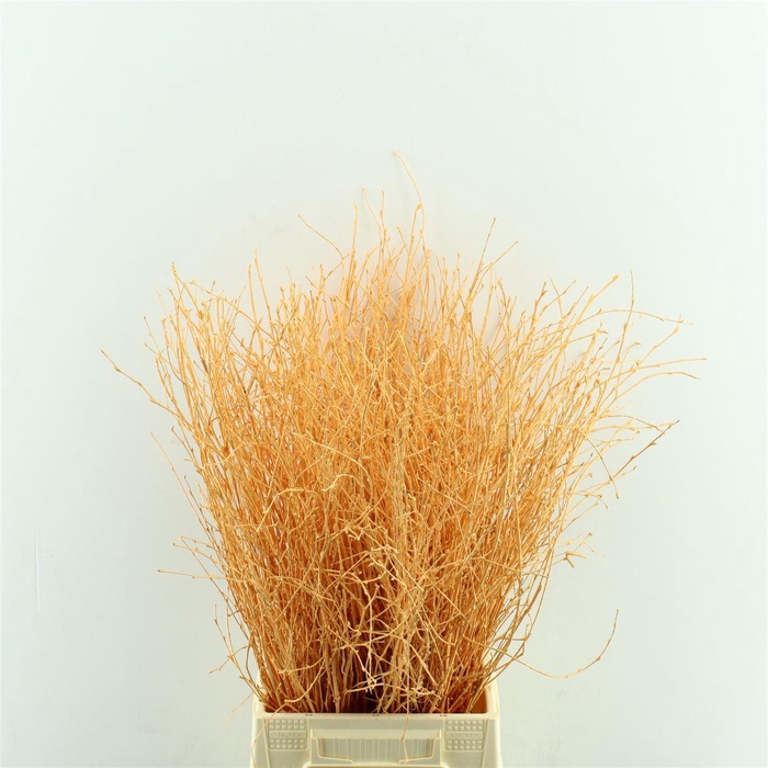 <h4>Berk Geverfd</h4>