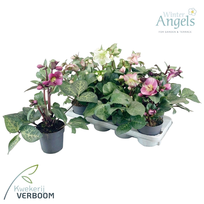 <h4>Helleborus Frostkiss mix p13</h4>