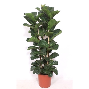 Ficus lyrata bambino 3 per pot