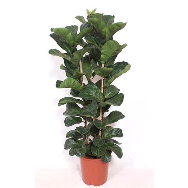 <h4>Ficus lyrata bambino 3 per pot</h4>