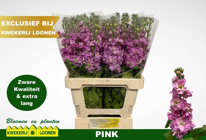 <h4>MATTH MILLA PINK</h4>