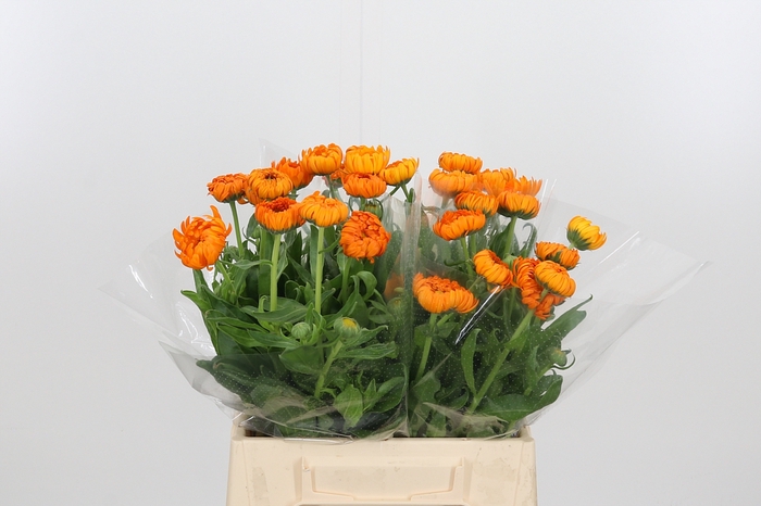 <h4>Calend Green Spot Or</h4>