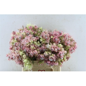 Blushing Brides Pink 2-5