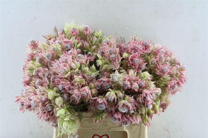 <h4>Blushing Brides Pink 2-5</h4>