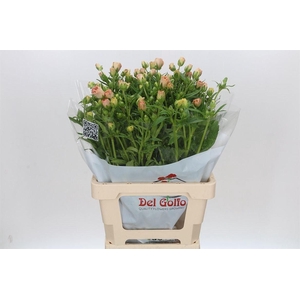 Ranunculus Butterfly Hestia