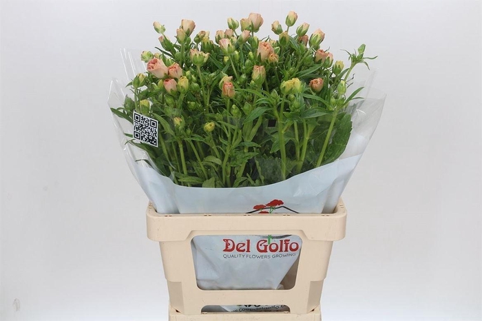 <h4>Ranunculus Butterfly Hestia</h4>