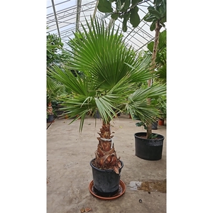 Washingtonia robusta