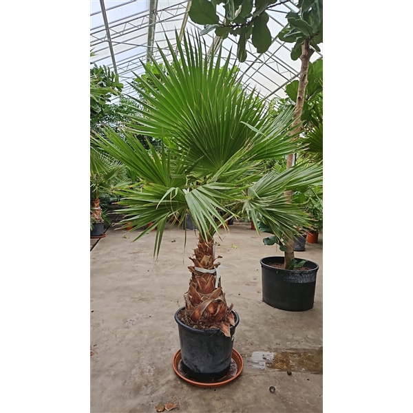 <h4>Washingtonia robusta</h4>