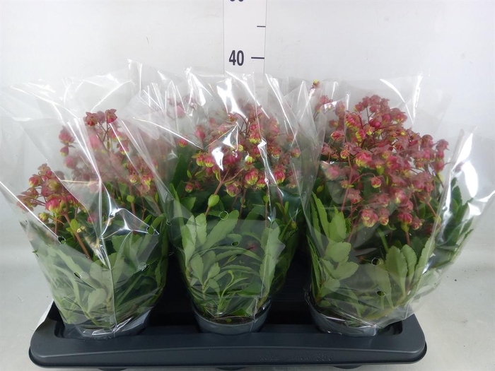 <h4>Kalanchoe HG ...</h4>