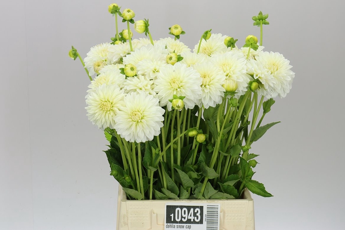 <h4>Dahlia Snow Cap</h4>